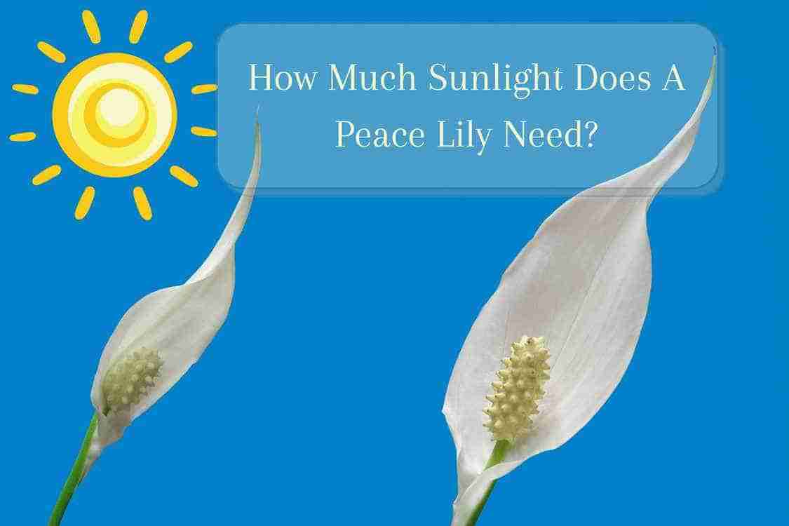 How Much Sunlight Does A Peace Lily Need? Perfect Peace Lily