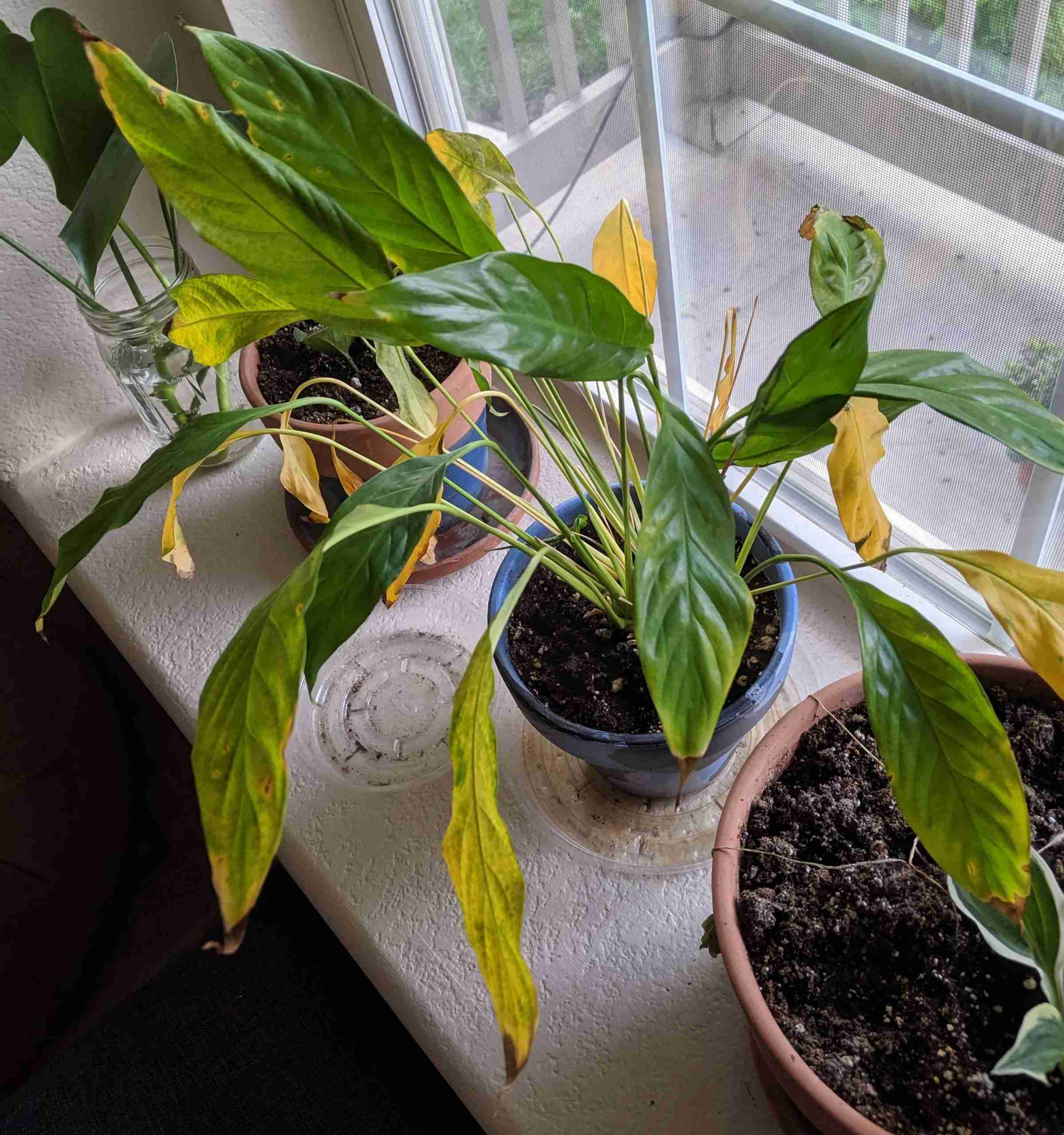 Overwatered Peace Lily  How To Tell + How To Fix It  Perfect Peace Lily