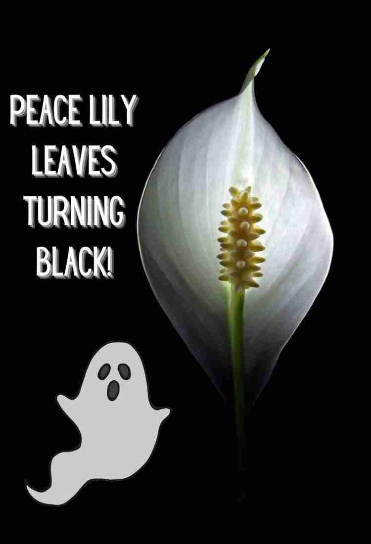 Peace Lily Leaves Turning Black What’s Happening And What To Do