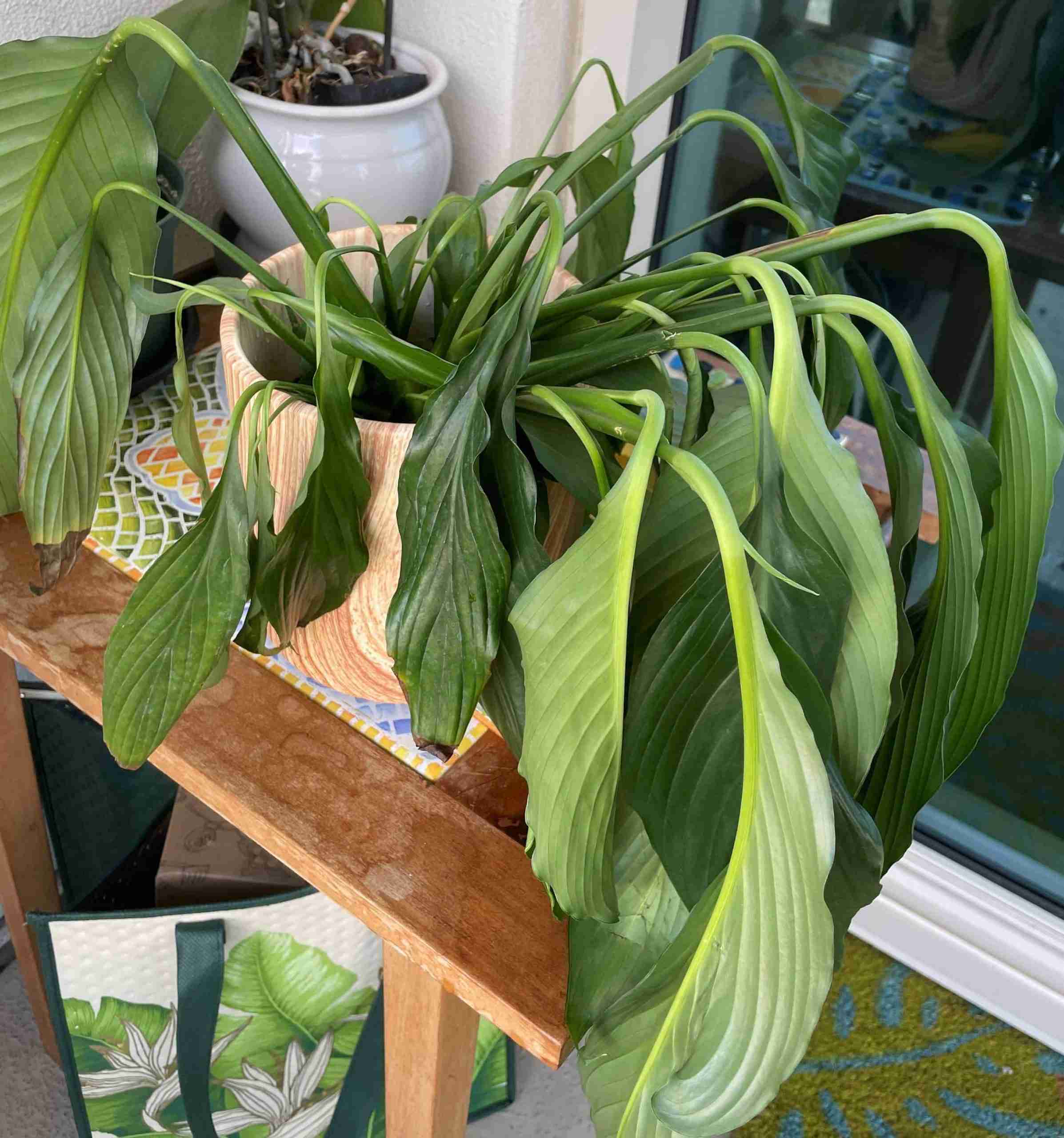 Underwatered Peace Lily  Signs And Remedies  Perfect Peace Lily