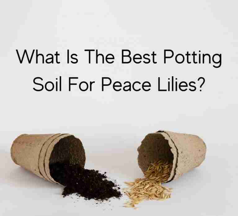 What Is The Best Potting Soil For Peace Lilies? Perfect Peace Lily