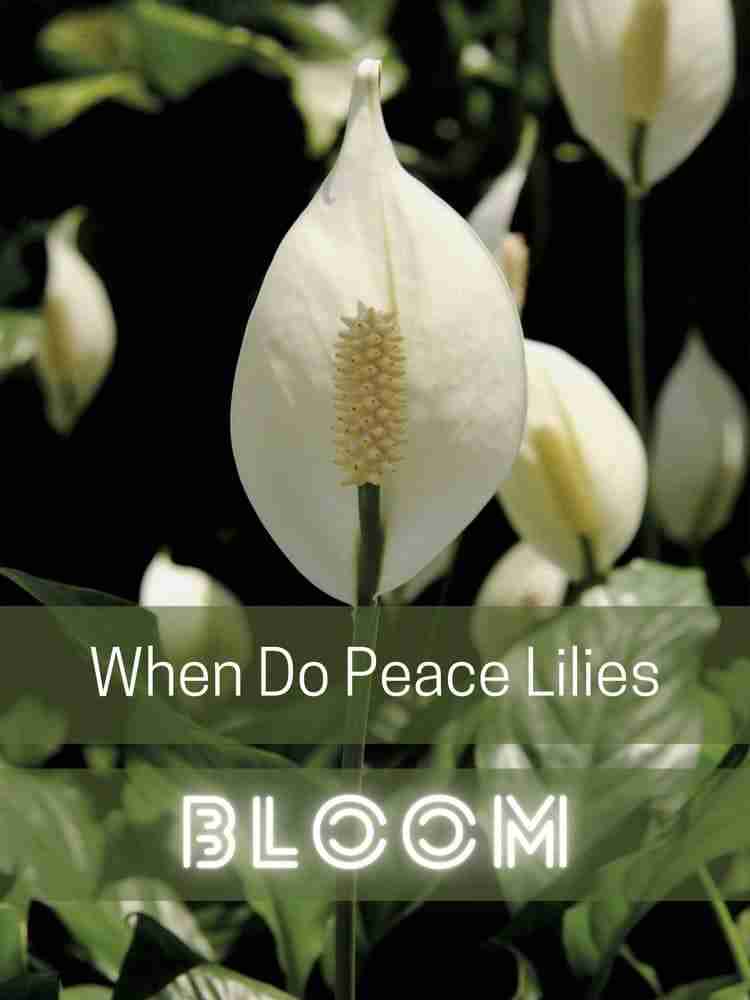 When Do Peace Lilies Bloom? Perfect Peace Lily