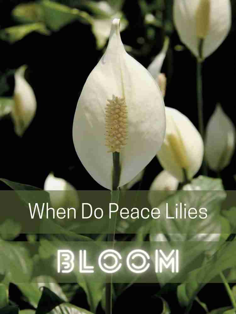 When Do Peace Lilies Bloom? Perfect Peace Lily