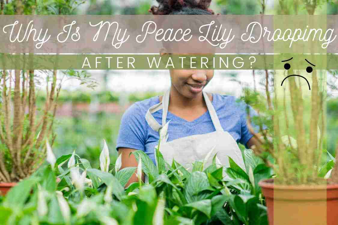 Why Is My Peace Lily Drooping After Watering? Perfect Peace Lily
