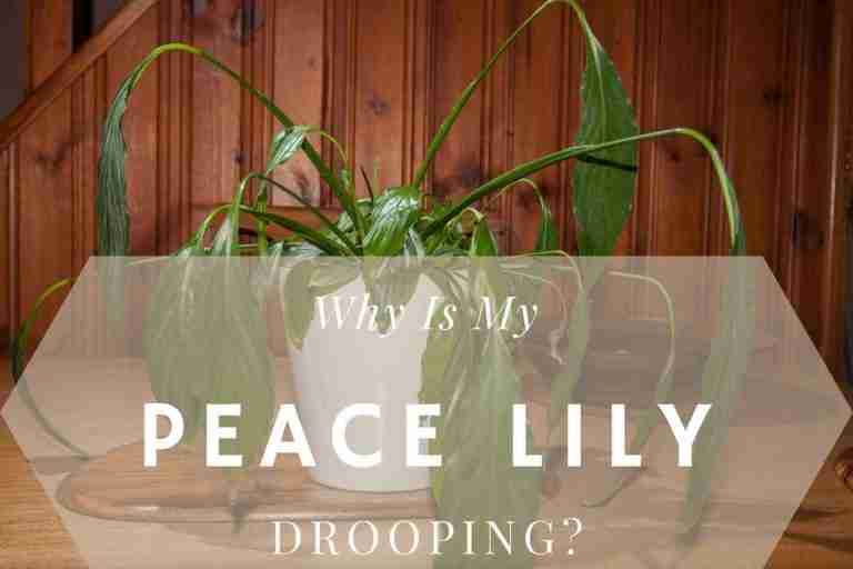 Why Is My Peace Lily Drooping? (And How To Revive It) Perfect Peace Lily