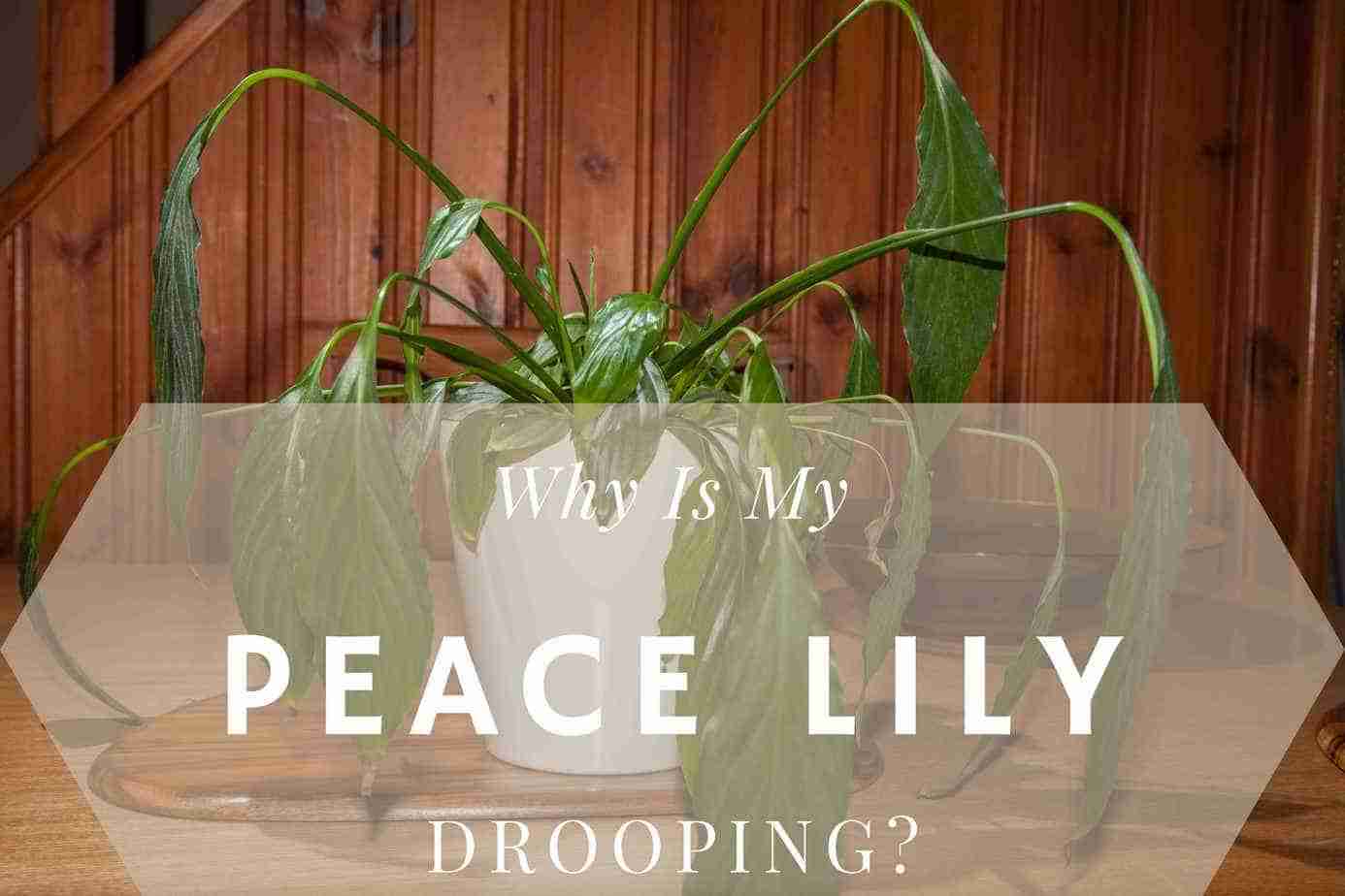 Why Is My Peace Lily Drooping? (And How To Revive It) Perfect Peace Lily