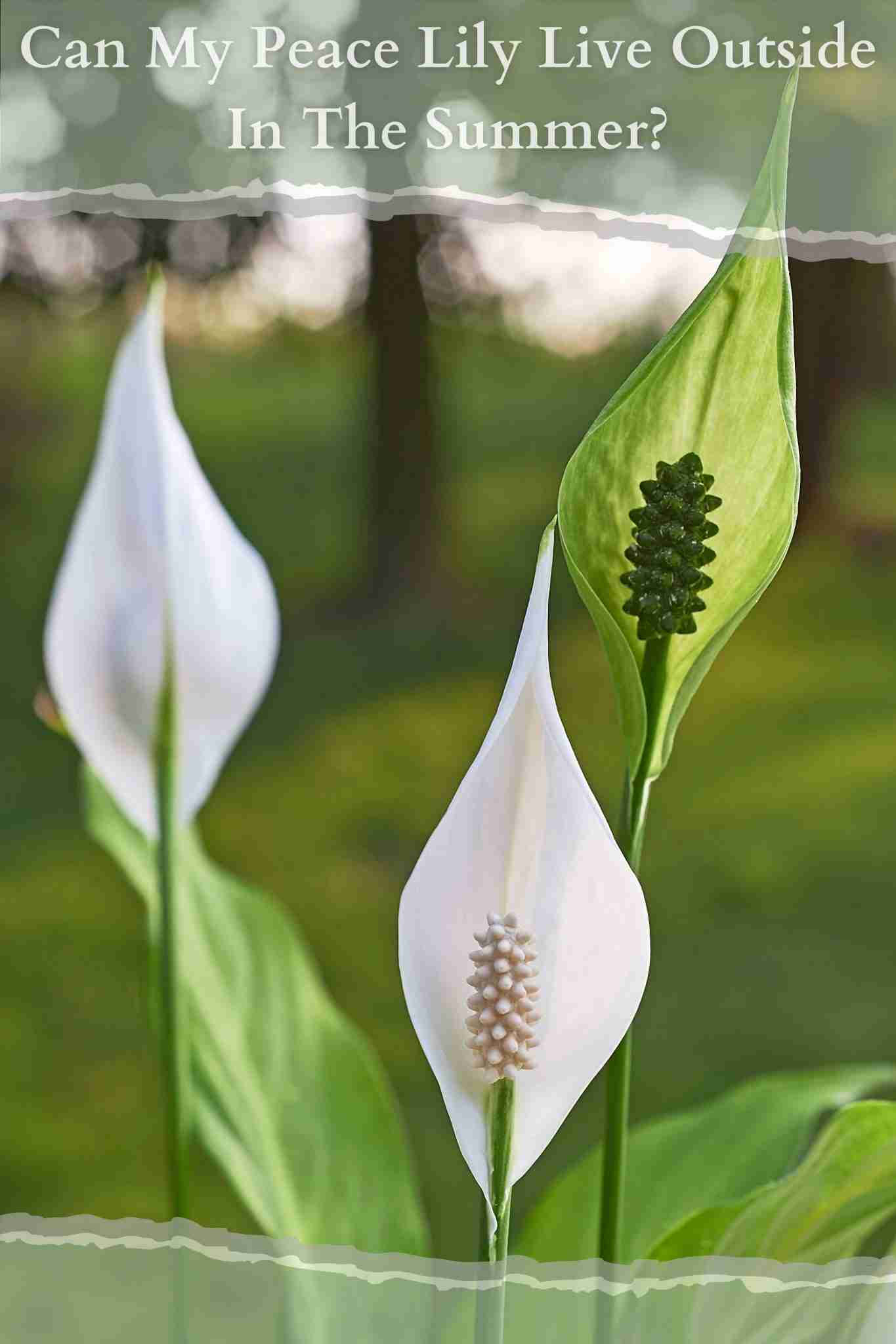 Can My Peace Lily Live Outside In The Summer? Perfect Peace Lily