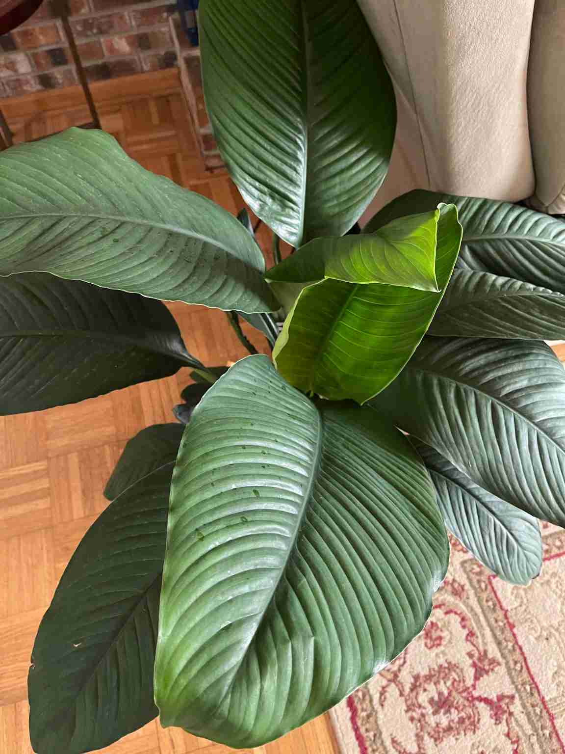 Giant Peace Lily Varieties (With Pictures) - Perfect Peace Lily