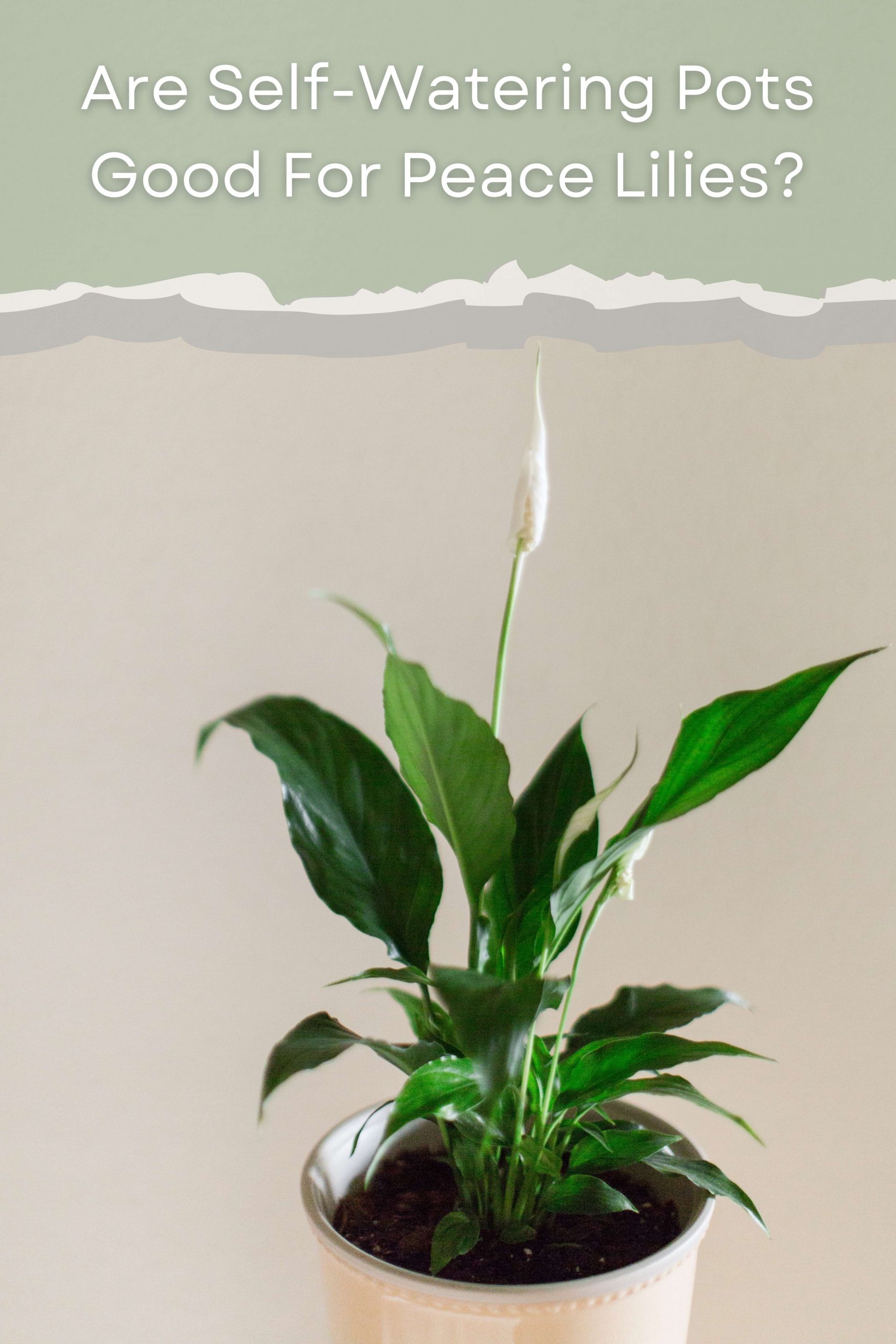 Are SelfWatering Pots Good For Peace Lilies? Perfect Peace Lily