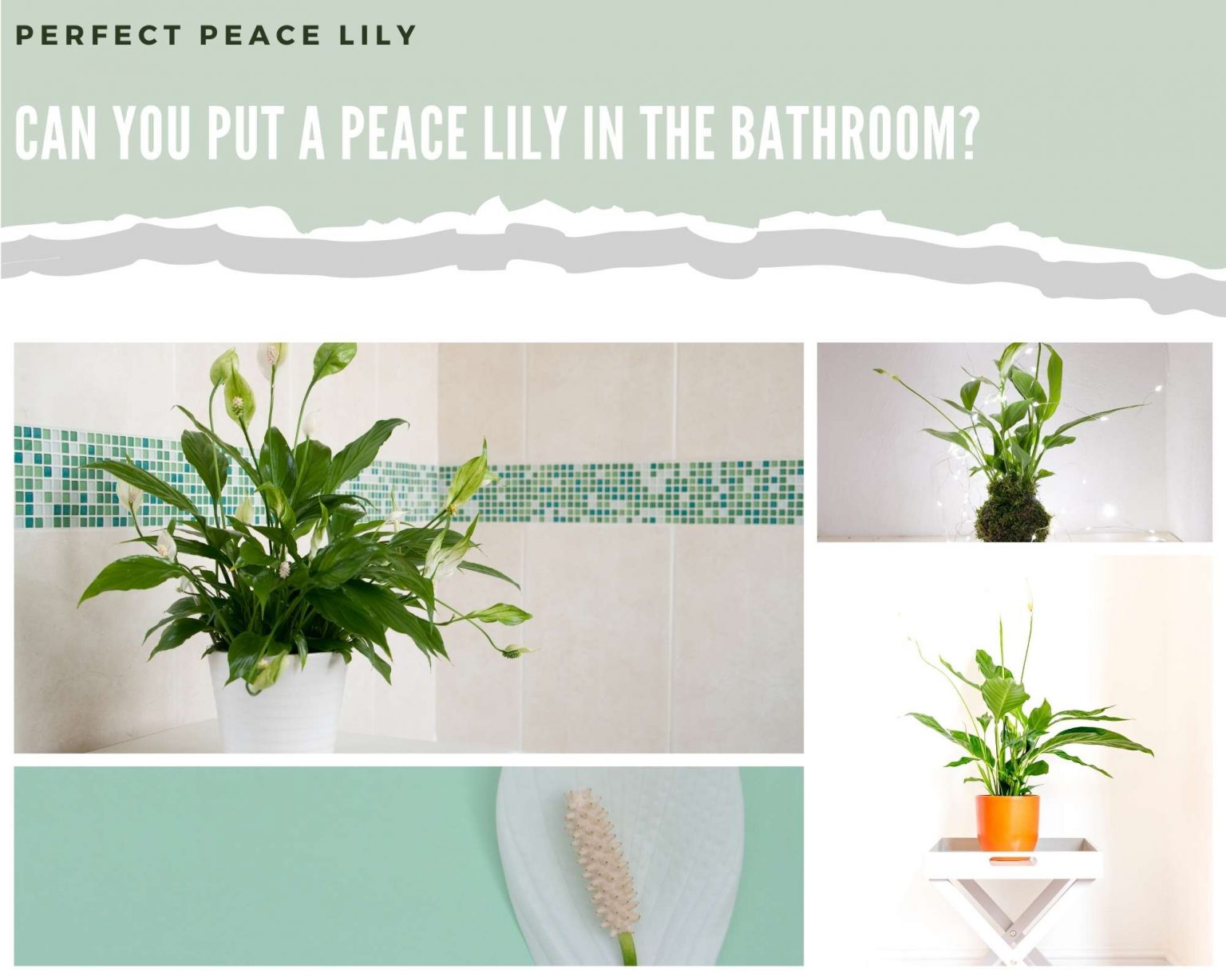Can You Put A Peace Lily In The Bathroom? - Perfect Peace Lily