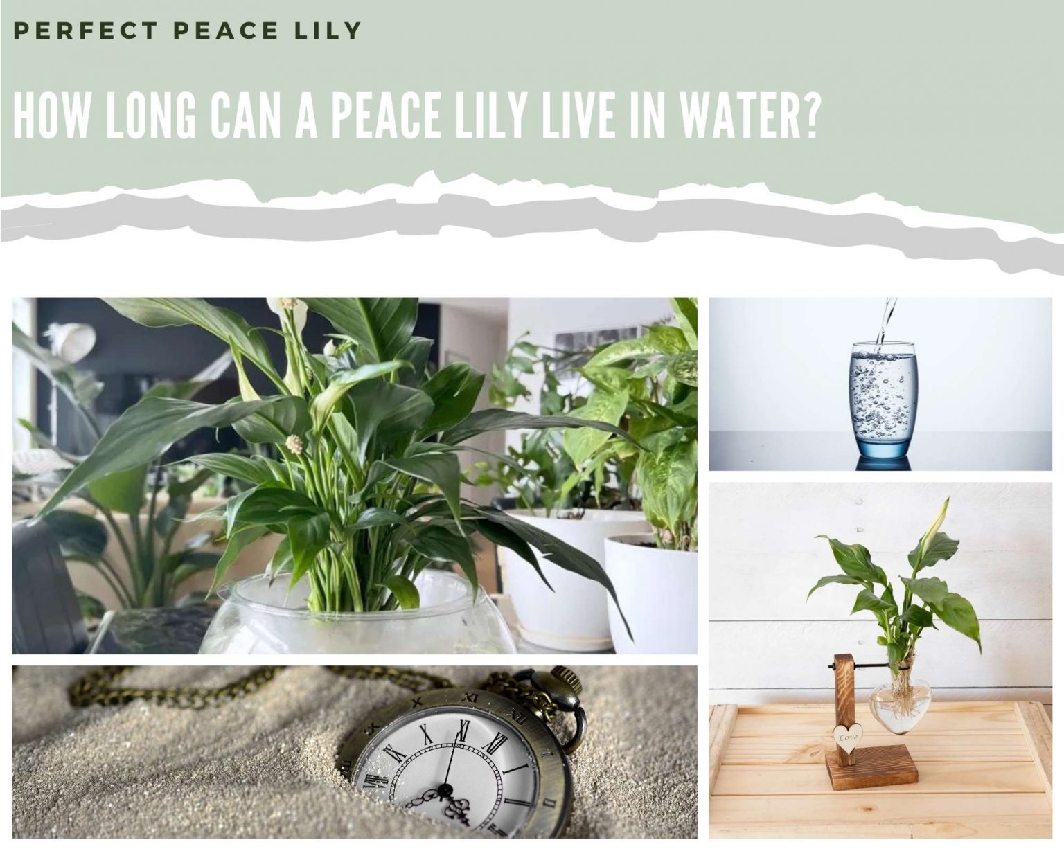 How Long Can A Peace Lily Live In Water? Perfect Peace Lily
