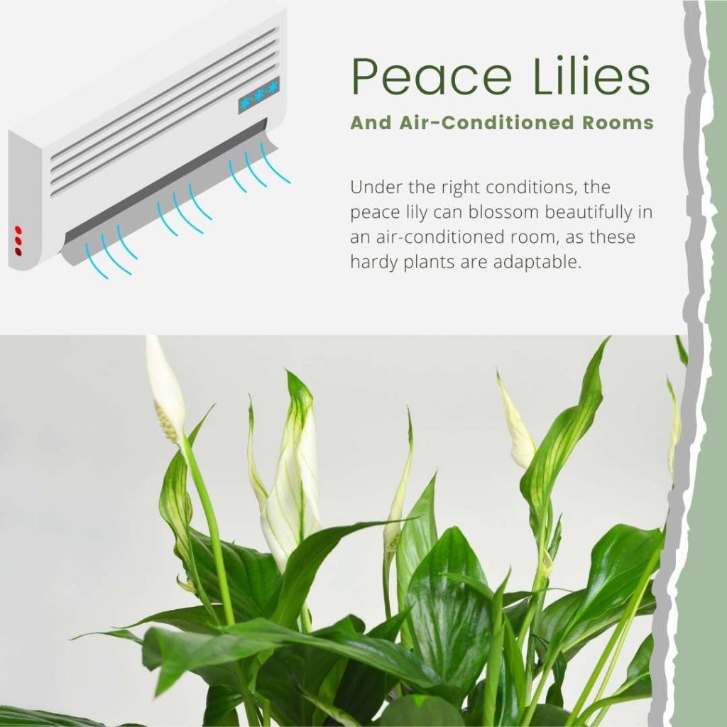 Can A Peace Lily Survive In An AirConditioned Room? Perfect Peace Lily