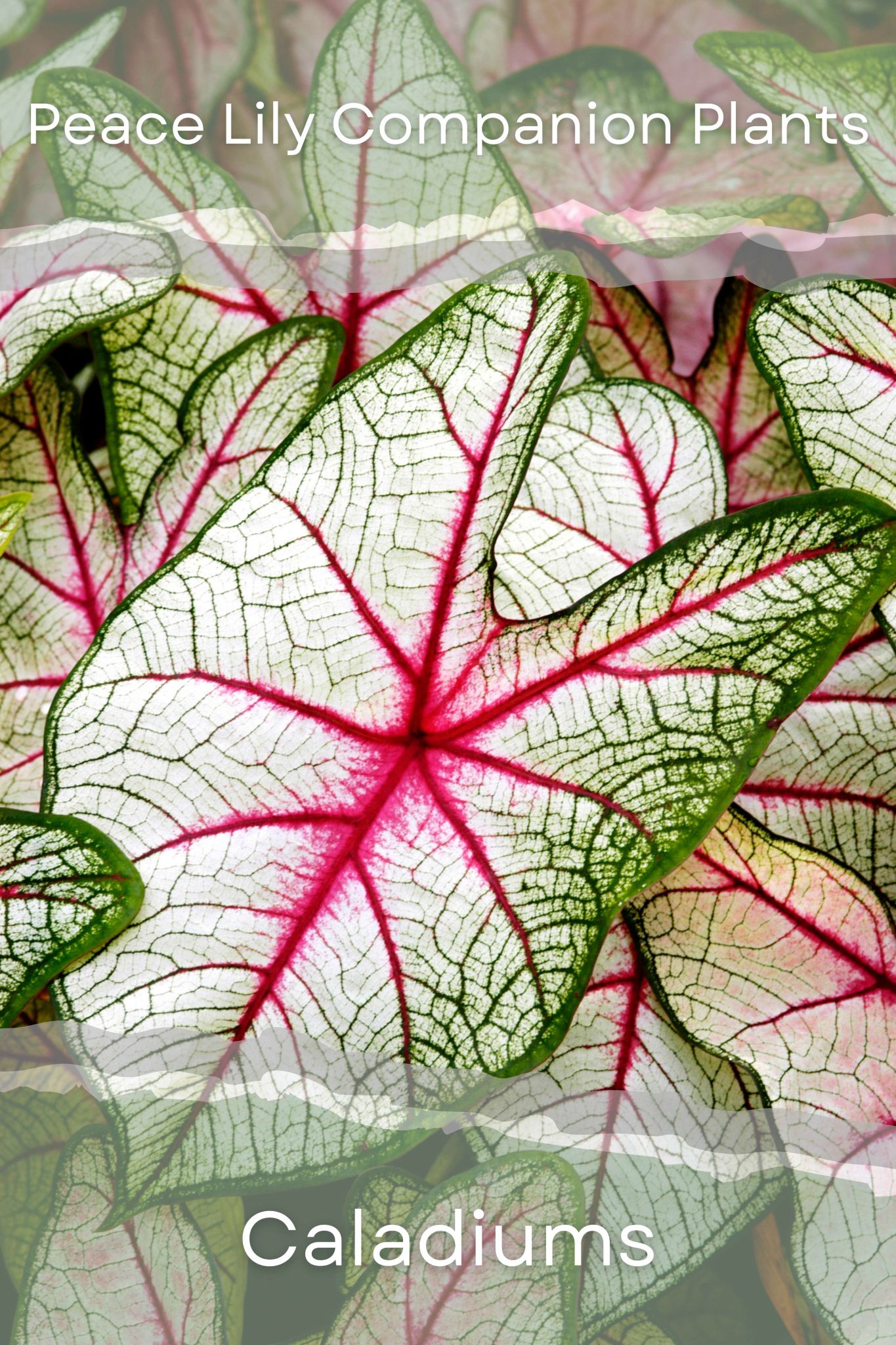 The Best Companion Plants For Peace Lilies (With Pictures) Perfect