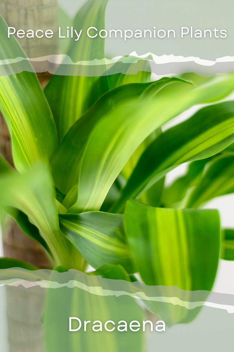 The Best Companion Plants For Peace Lilies (With Pictures) Perfect