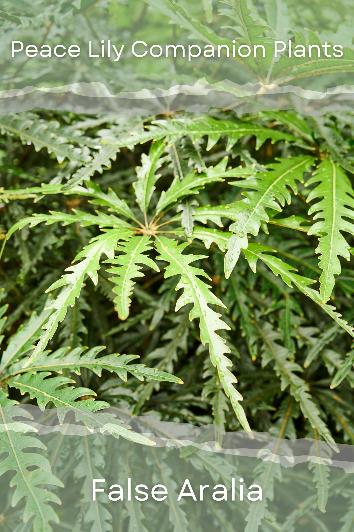 The Best Companion Plants For Peace Lilies (With Pictures) Perfect