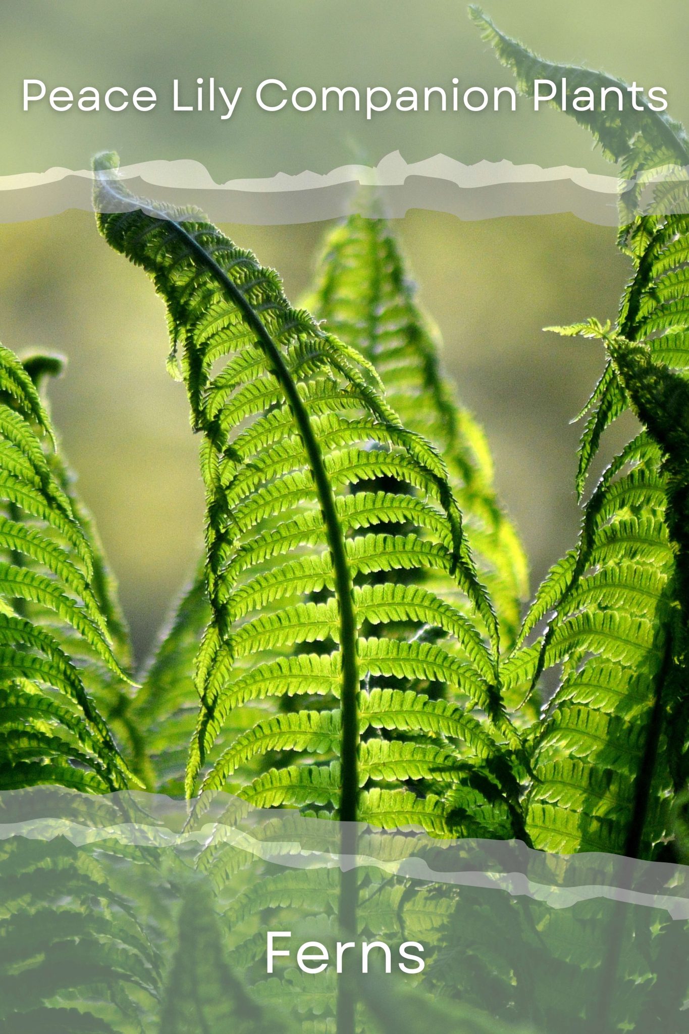 The Best Companion Plants For Peace Lilies (With Pictures) Perfect