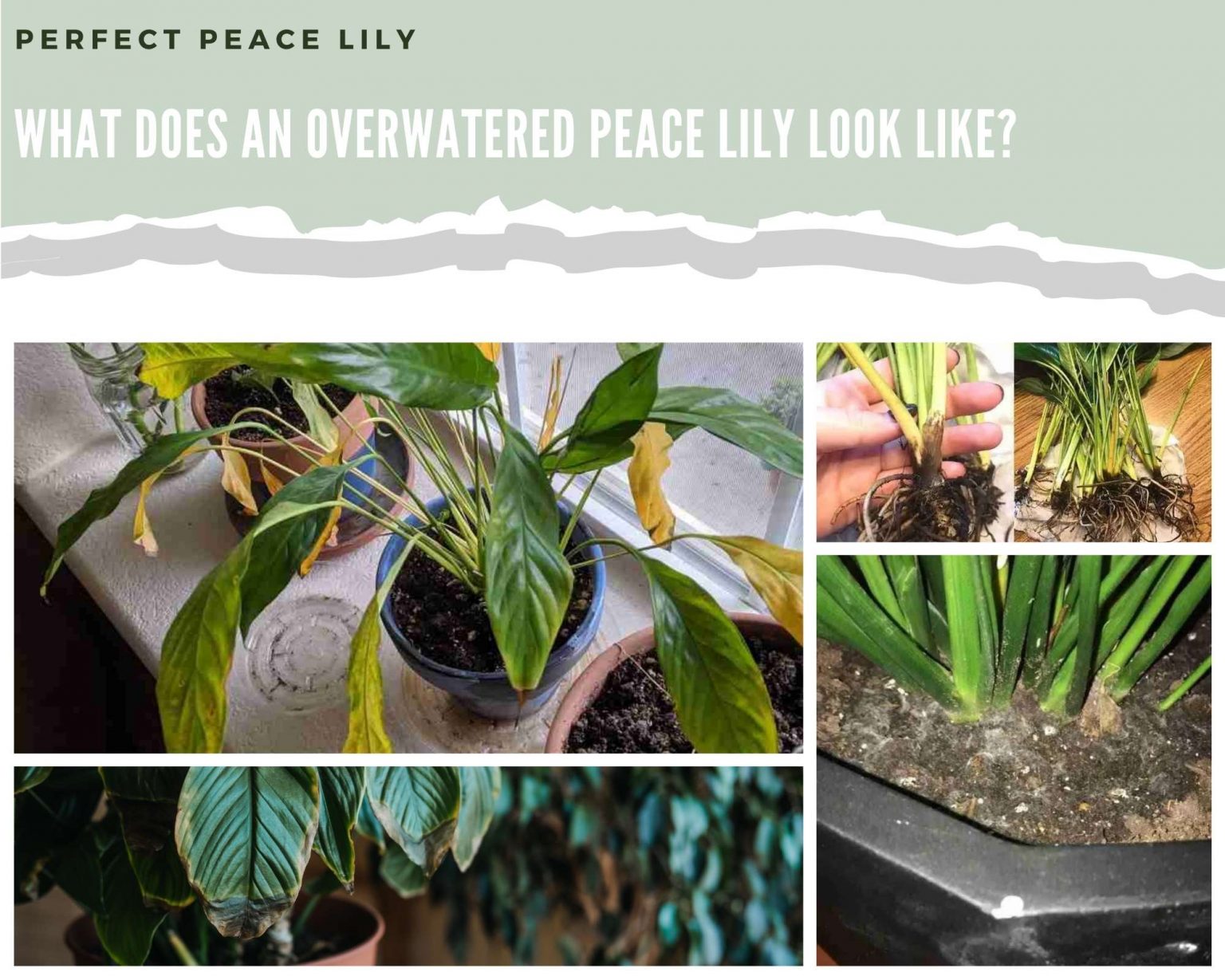 What Does An Overwatered Peace Lily Look Like? (With Pictures
