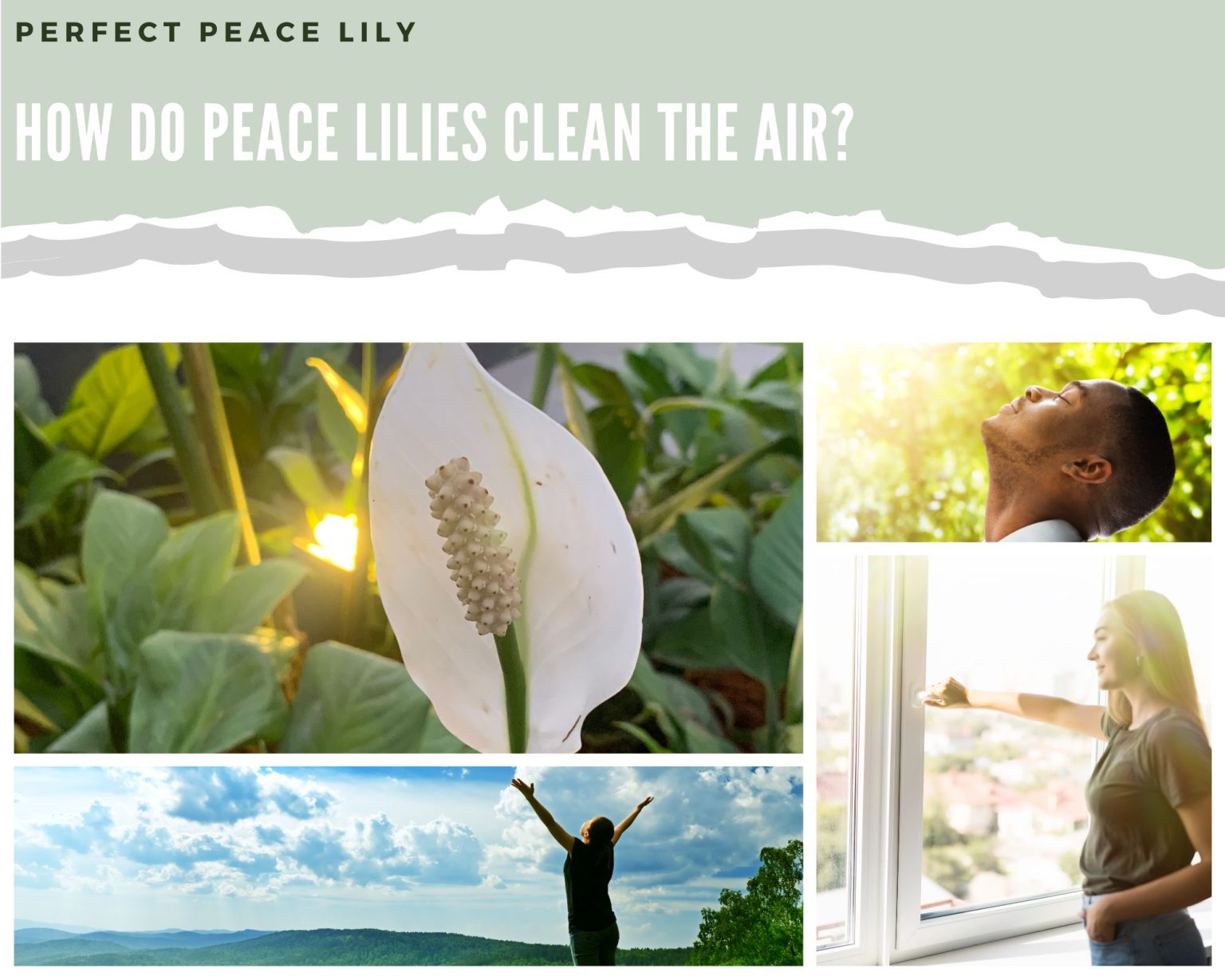 How Do Peace Lilies Clean The Air? Perfect Peace Lily